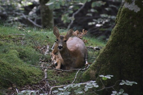 Western Roe Deer
