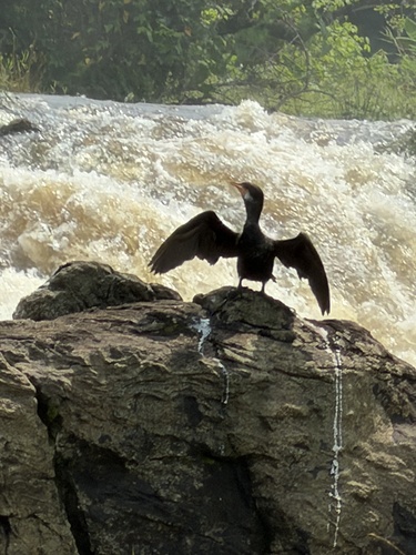 Reed Cormorant