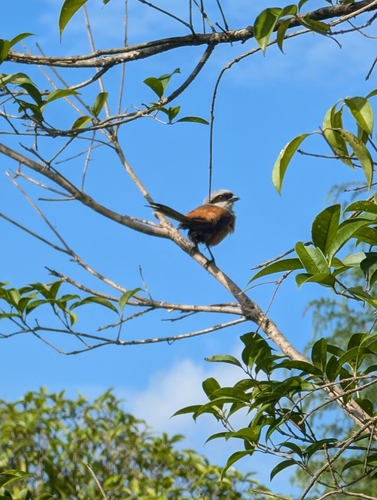Long-tailed Shrike