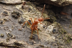 Dolichoderus ferrugineus