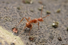 Dolichoderus ferrugineus