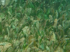 Halophila