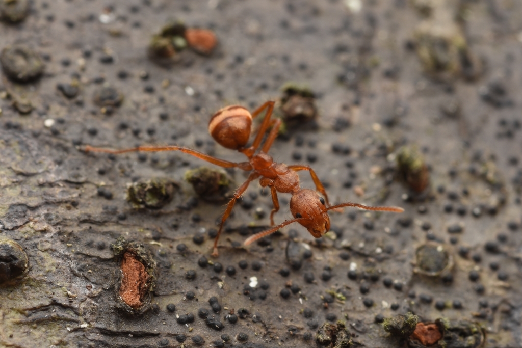Dolichoderus ferrugineus