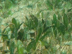 Halophila