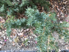 Juniperus rigida