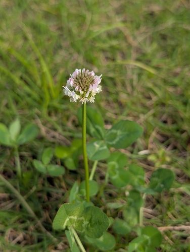 white clover