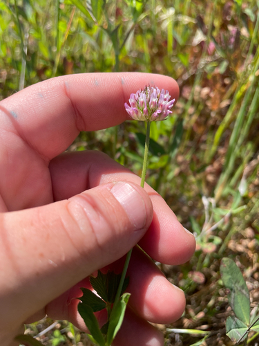 Trifolium ciliolatum, photograph 3