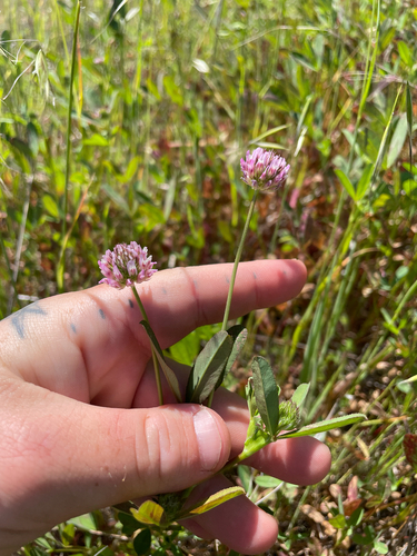 Trifolium ciliolatum, photograph 4