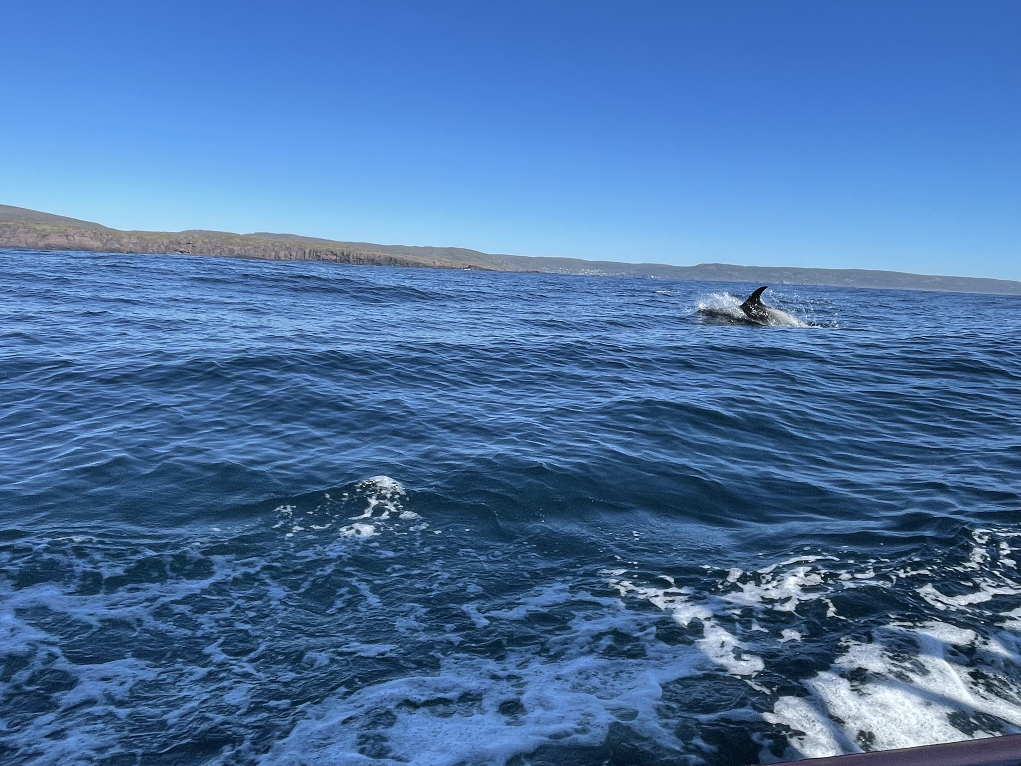 Lagenorhynchus albirostris