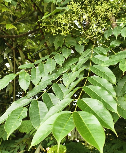 Zanthoxylum rhetsa observed 2026-06-26
