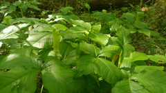 Arisaema quinatum