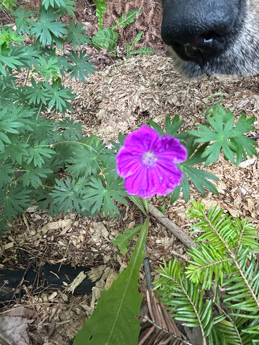 Bloody Crane's-bill