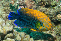 Centropyge potteri