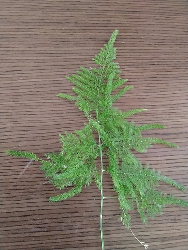 Common Asparagus Fern