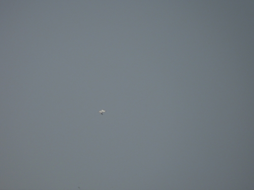 iNaturalist image