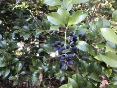 Ligustrum japonicum
