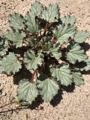Phacelia campanularia