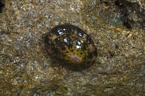Cellana testudinaria observed 2026-06-26