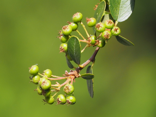 Pyracantha koidzumii