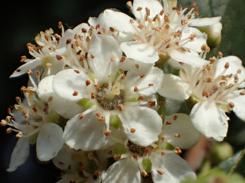Pyracantha koidzumii