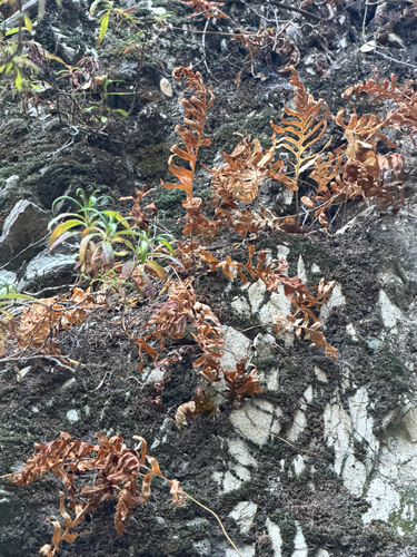 Polypodium californicum, photograph 3