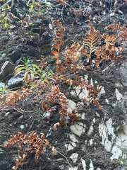 (c) klicklo, some rights reserved (CC BY) Polypodium californicum, photograph (c) klicklo, some rights reserved (CC BY)