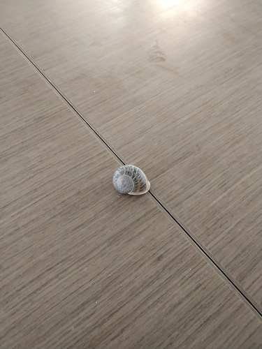 Garden Snail