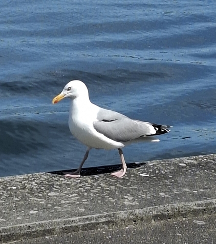 European Herring Gull