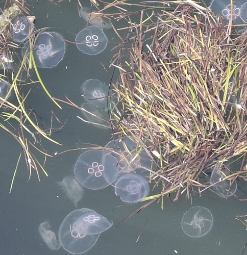 Common Moon Jelly