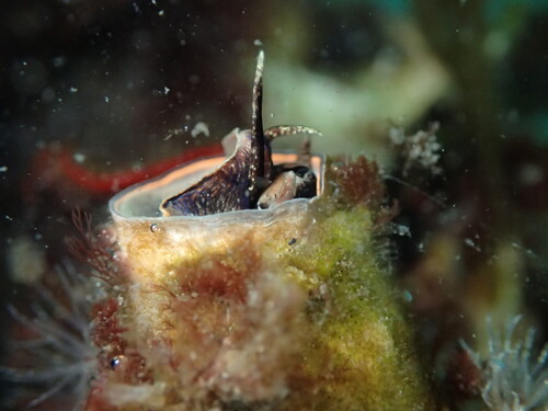 Thylacodes squamigerus