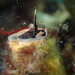 Thylacodes squamigerus