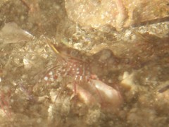 Rhynchocinetes serratus