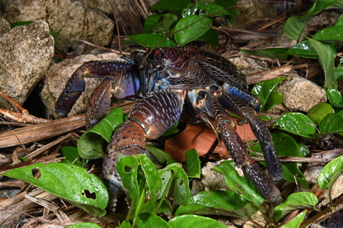 Coconut Crab