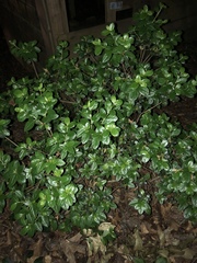 Rhododendron alabamense