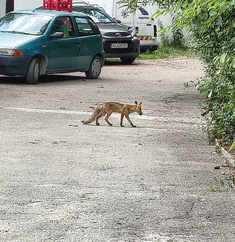 Red Fox