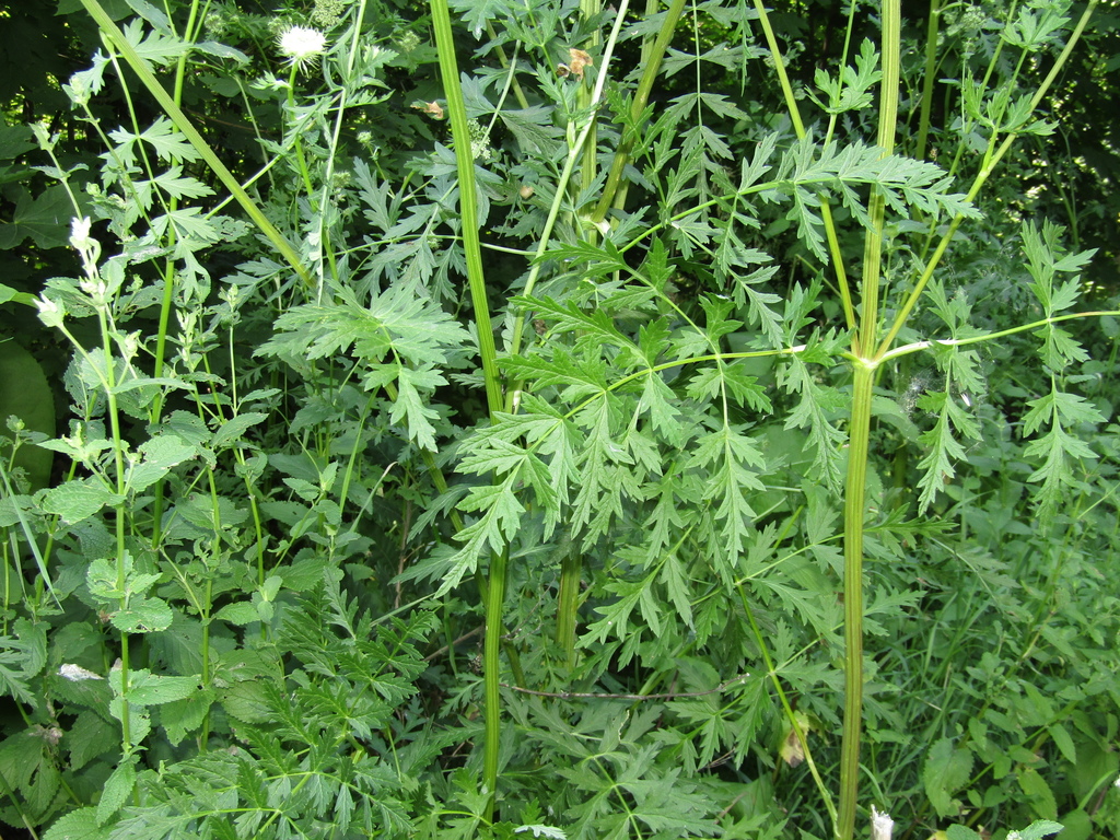 Libanotis pyrenaica; photograph Oleksandr Shynder, CC BY, iNaturalist via GBIF