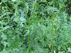 Oleksandr Shynder, CC BY, iNaturalist via GBIF Libanotis pyrenaica, photograph Oleksandr Shynder, CC BY, iNaturalist via GBIF
