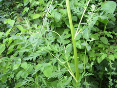 Oleksandr Shynder, CC BY, iNaturalist via GBIF Libanotis pyrenaica, photograph Oleksandr Shynder, CC BY, iNaturalist via GBIF