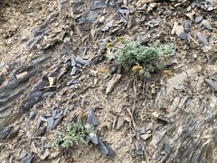 Lomatium observatorium