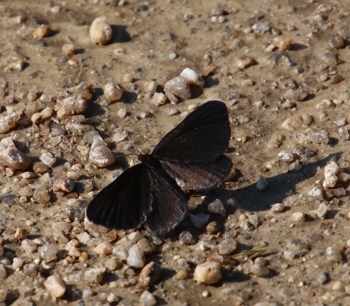 Chimney-sweeper