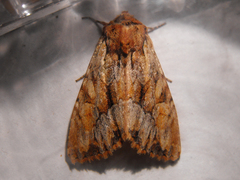 Apamea bernardino