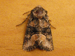 Lacinipolia olivacea