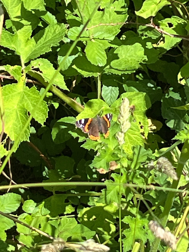 Red Admiral