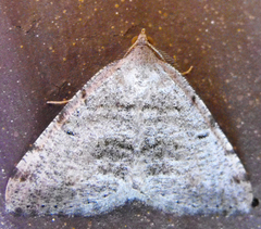 Macaria quadrilinearia