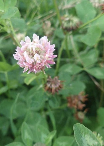 Alsike clover