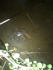 Lithobates megapoda