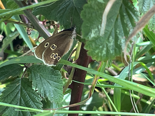 Ringlet