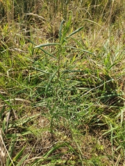 Ozothamnus ferrugineus