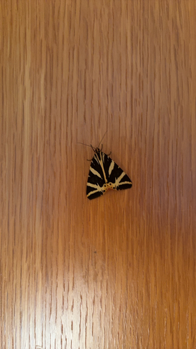 Jersey Tiger