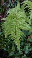 Dryopteris formosana